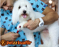 Köpek Tırnak Kesim Ücreti köpek tırnak kesim ücreti